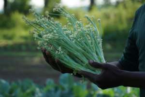 An image of a gentleman holding sprouted cauliflower, while standing in a garden.