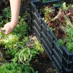 An image of lettuce in a garden. Someone is cutting the lettuce and putting it into a plastic crate.