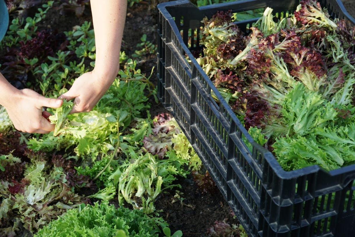 An image of lettuce in a garden. Someone is cutting the lettuce and putting it into a plastic crate.