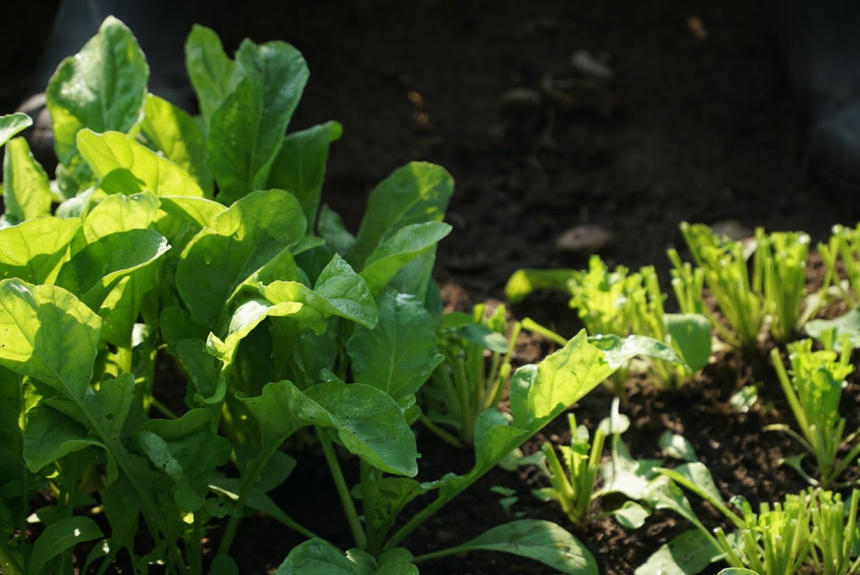 An image of fresh spinach in the garden.