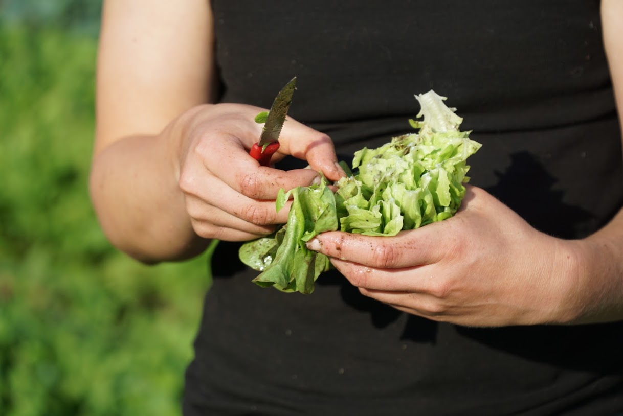An image of a person in a black tank top holding lettuce in their hand. They are using a knife to cut off the unusable parts of the lettuce.